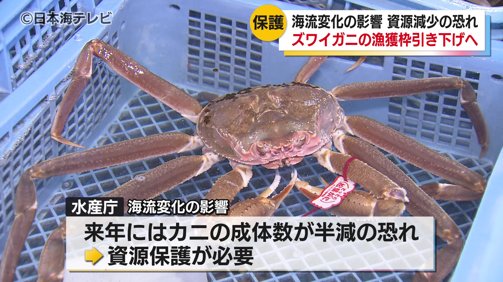 来年にはカニの成体の数がいまの半分程度に減少する恐れが 冬の味覚