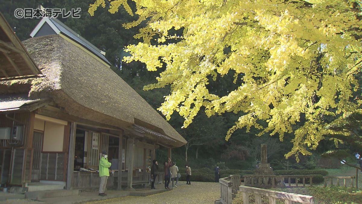 黄色く色づく　樹齢700年の大イチョウが見頃　島根県奥出雲町　金言寺