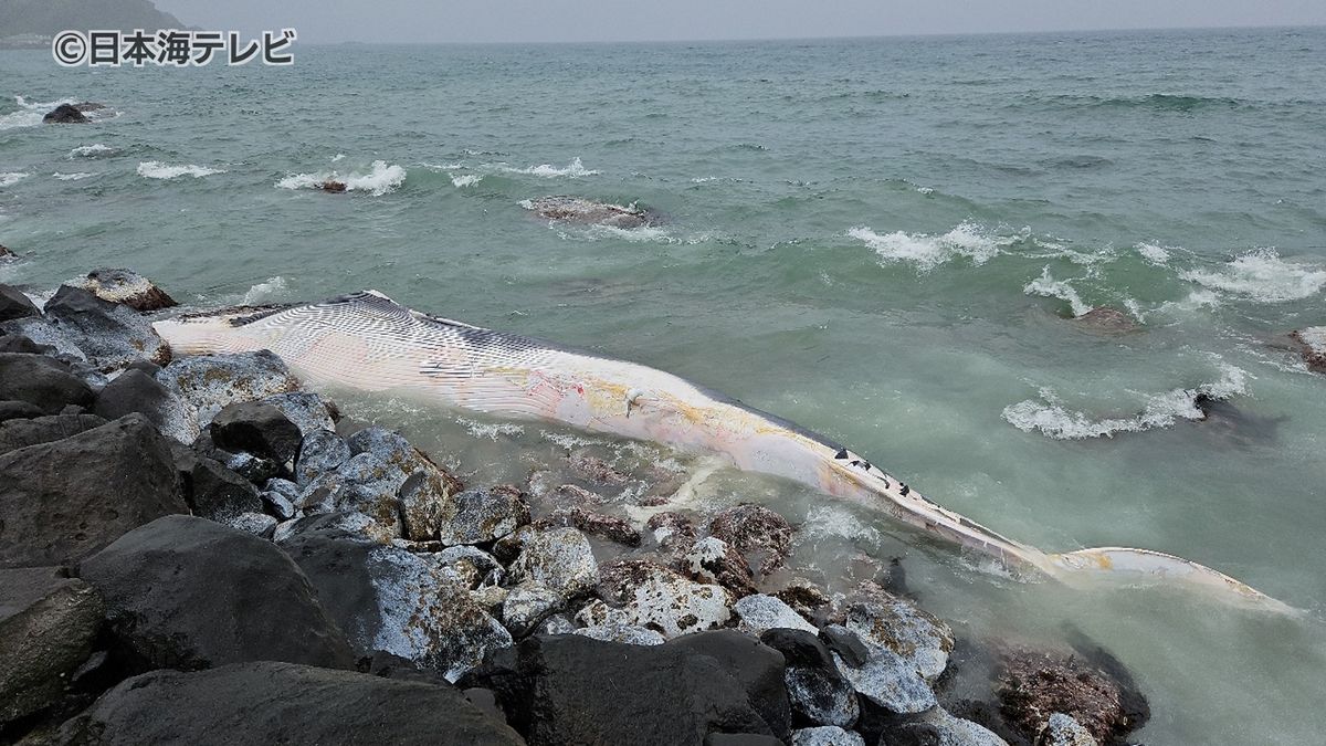 【速報】体長10～15メートルのクジラの死骸漂着　イワシクジラかニタリクジラの可能性　鳥取県湯梨浜町