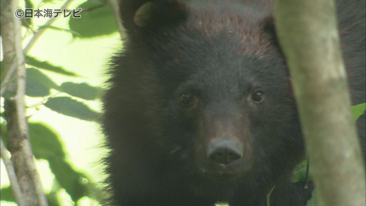 車と子グマが接触　クマはそのまま茂みに逃げる　島根県邑南町で3日間で2件のクマの目撃情報　注意呼びかけ