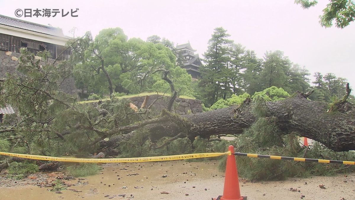 樹齢200年以上のクロマツが倒れた原因は？　松江城山公園のクロマツ倒木問題の調査でほかにも倒木の恐れがある木が判明　伐採へ　島根県松江市