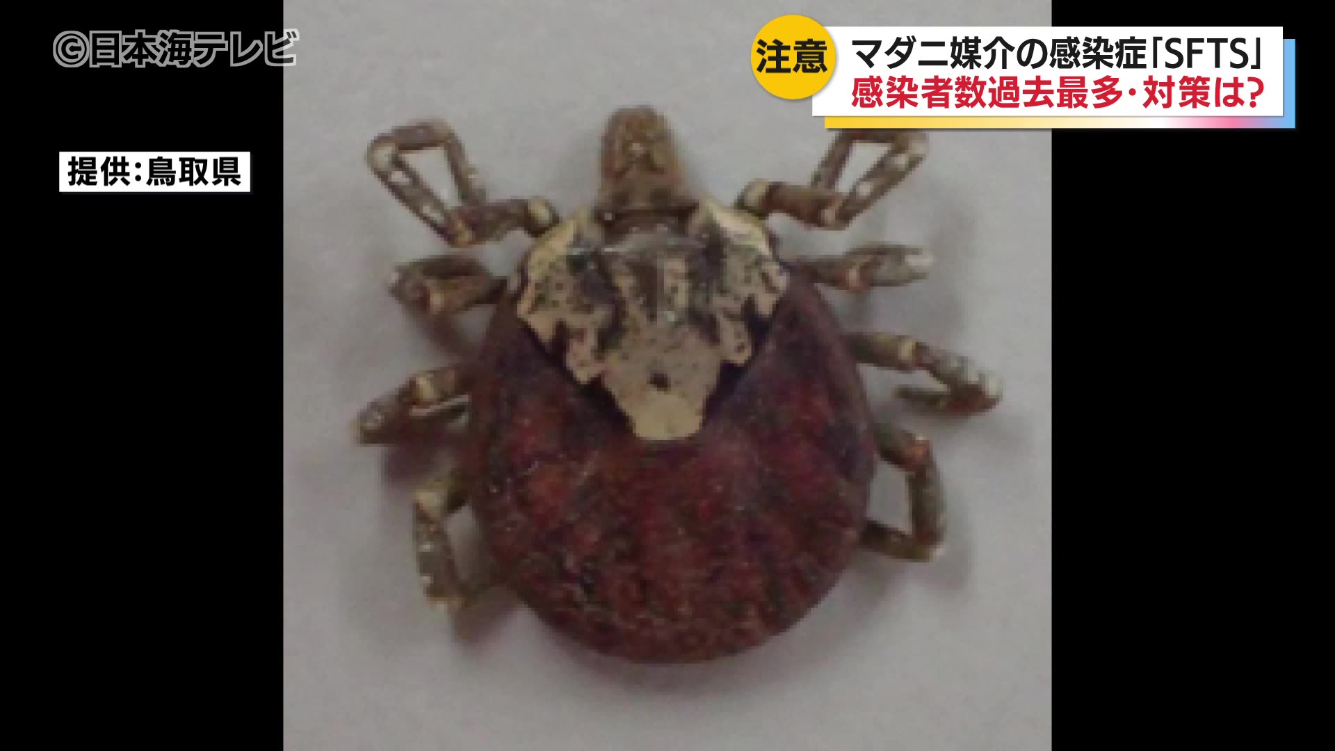 マダニによる感染症「SFTS」過去最多 市街地の公園などにも生息