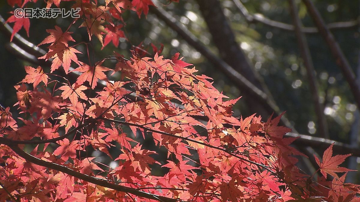 「赤いじゅうたんと、黄色いじゅうたんはこれから」　久しぶりの秋晴れ　深まる紅葉が見頃　鳥取県八頭町・清徳寺