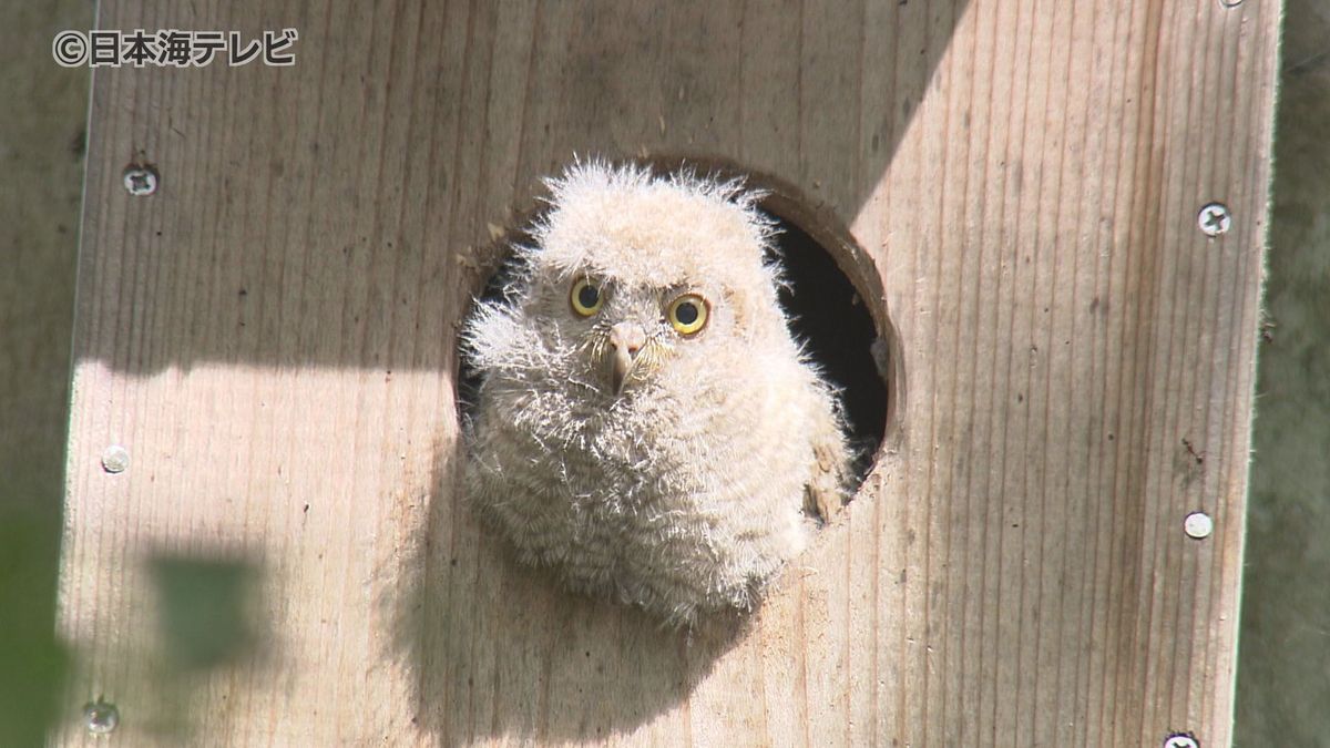 さまざまな野鳥を観察できる「八東ふる里の森」である異変…　例年はすでに子育てを終えている「コノハズク」が子育て真っ最中　1つの巣箱で4羽ものヒナがふ化　鳥取県八頭町