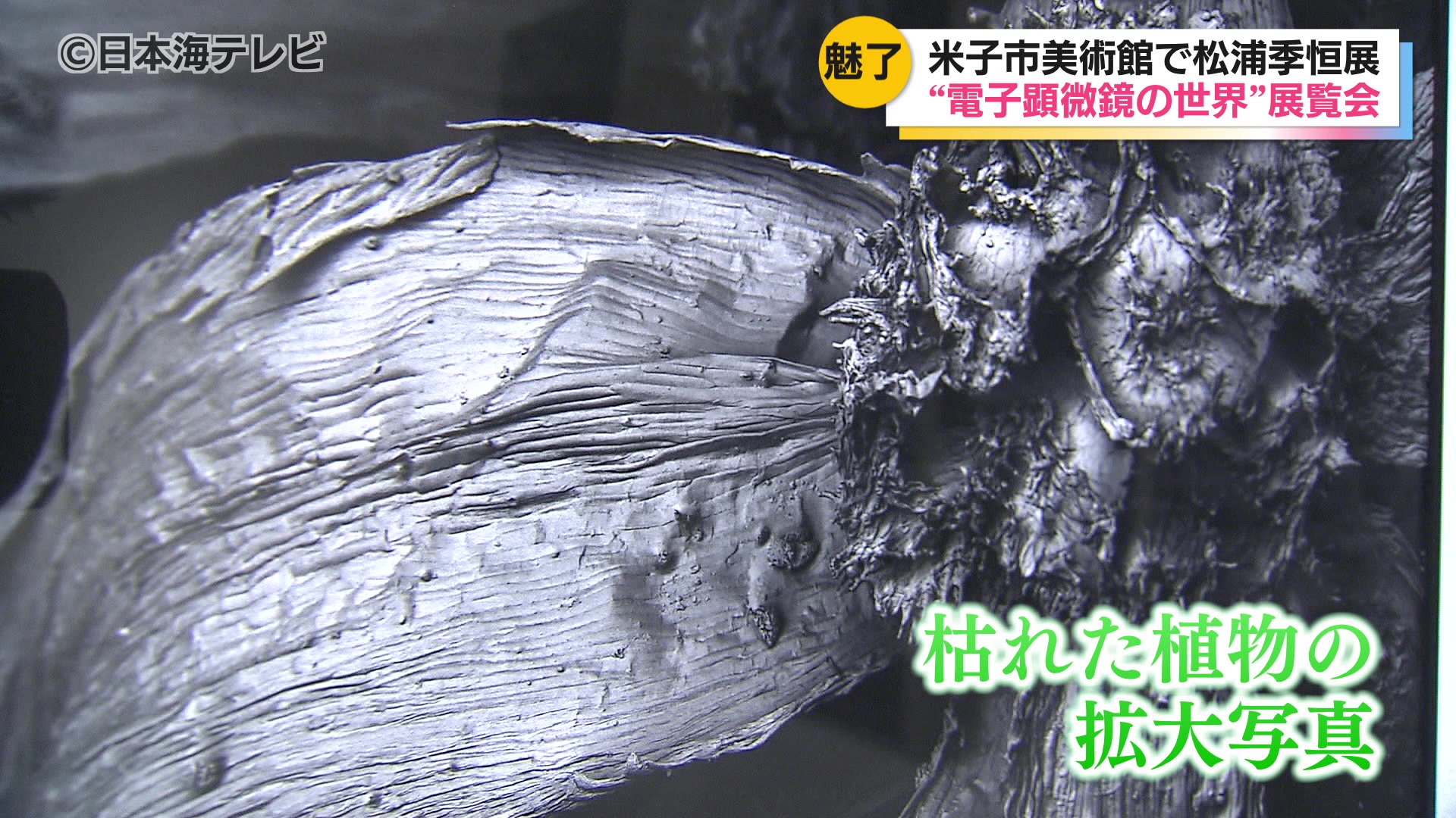 ふだん見れないようなミクロの世界」 電子顕微鏡を使ったユニークな