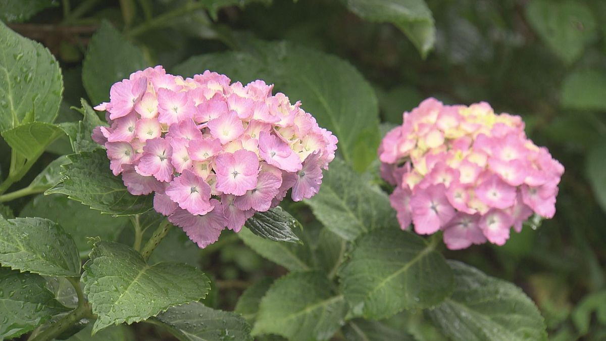 梅雨入りした山陰地方で色とりどりのアジサイの花　どんよりとした梅雨空の中で見る人を穏やかな気持ちに　鳥取県米子市