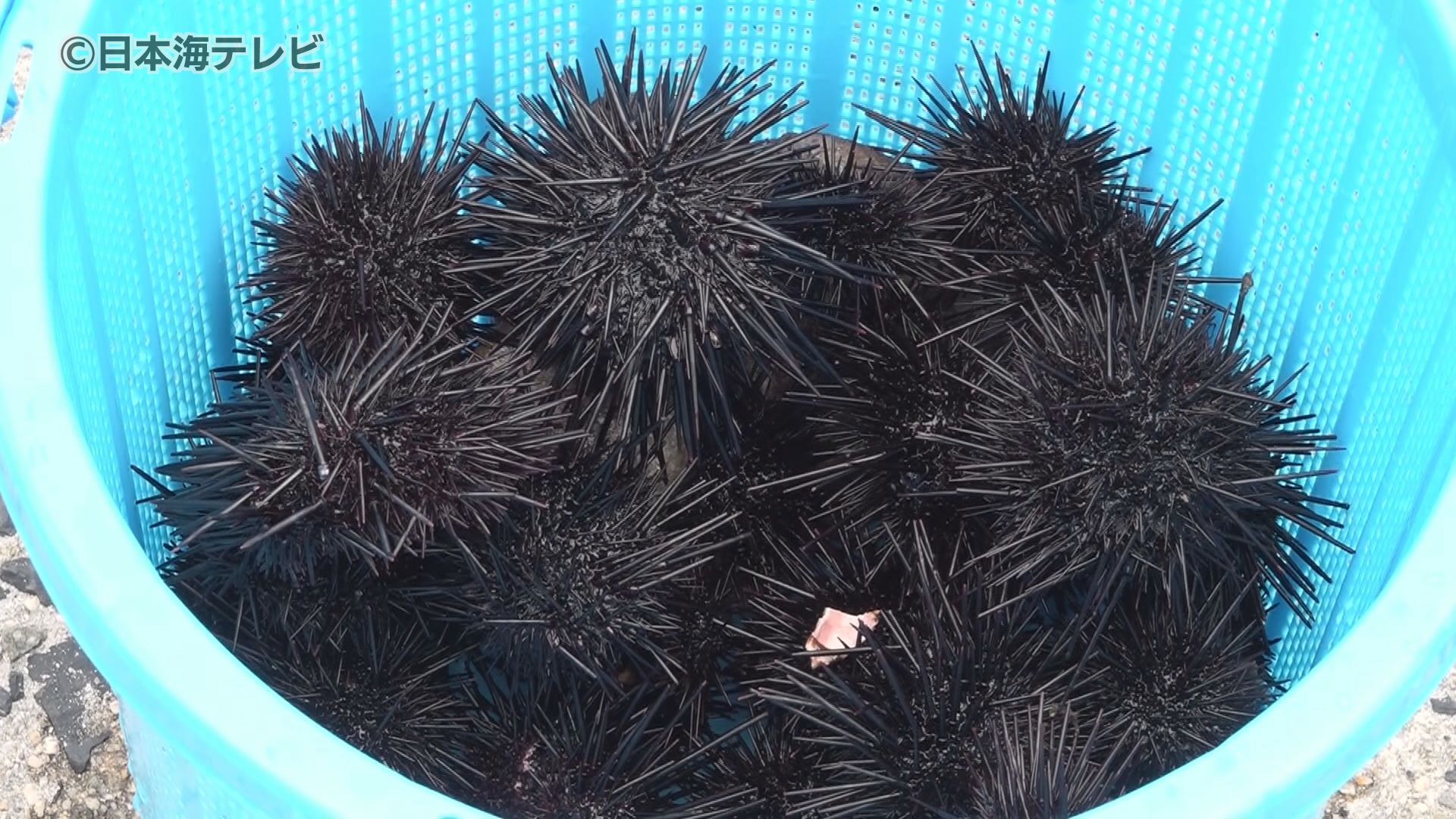 ムラサキウニの大量発生による「磯焼け」が海洋生物の多様性に影響… 地元漁師やボランティアダイバーによる駆除の成果は？  鳥取県（2024年6月7日掲載）｜日本海テレビNEWS NNN