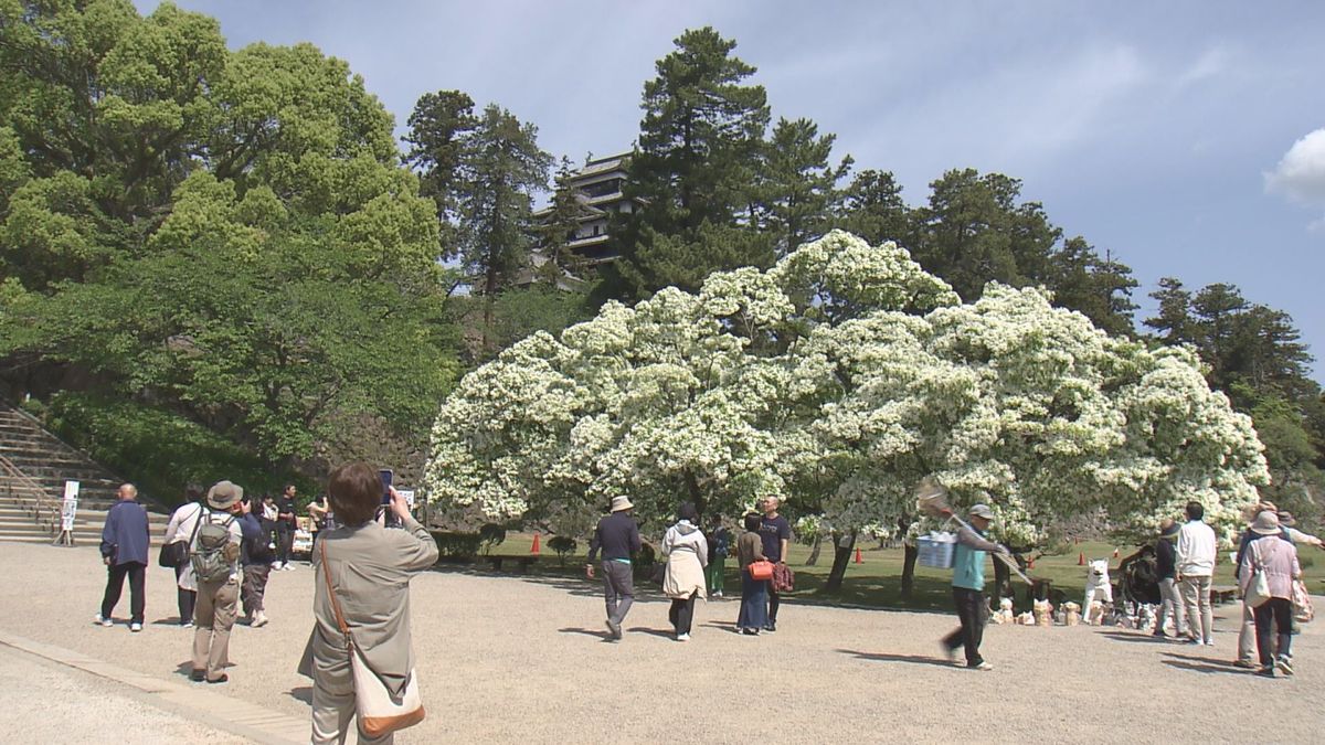 「こどもの日」国宝・松江城には多くの観光客が訪れる　天守閣前ではこどもを対象に輪投げにチャレンジするコーナー　城山公園に植えられた6本のナンジャモンジャも見頃　島根県松江市