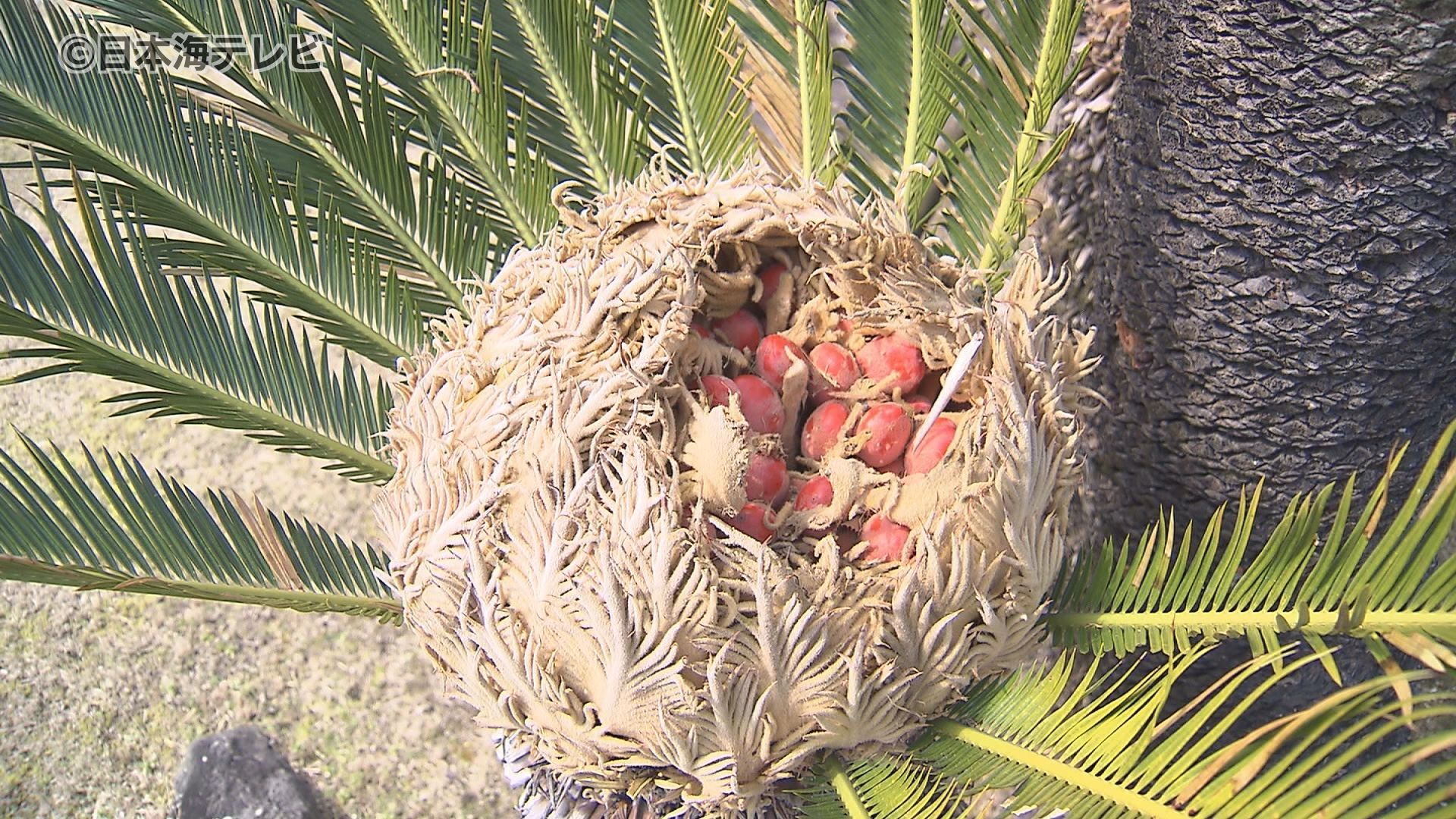 とても縁起のいいもの」ソテツの花には実が 樹齢370年と言われるソテツの「こも」外し 鳥取県米子市（2024年3月13日掲載）｜日本海テレビNEWS  NNN