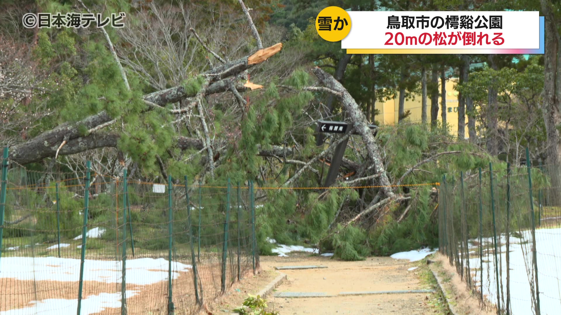 樗谿公園で約20mの松の木が案内看板や梅の木2本をなぎ倒す 原因は先日
