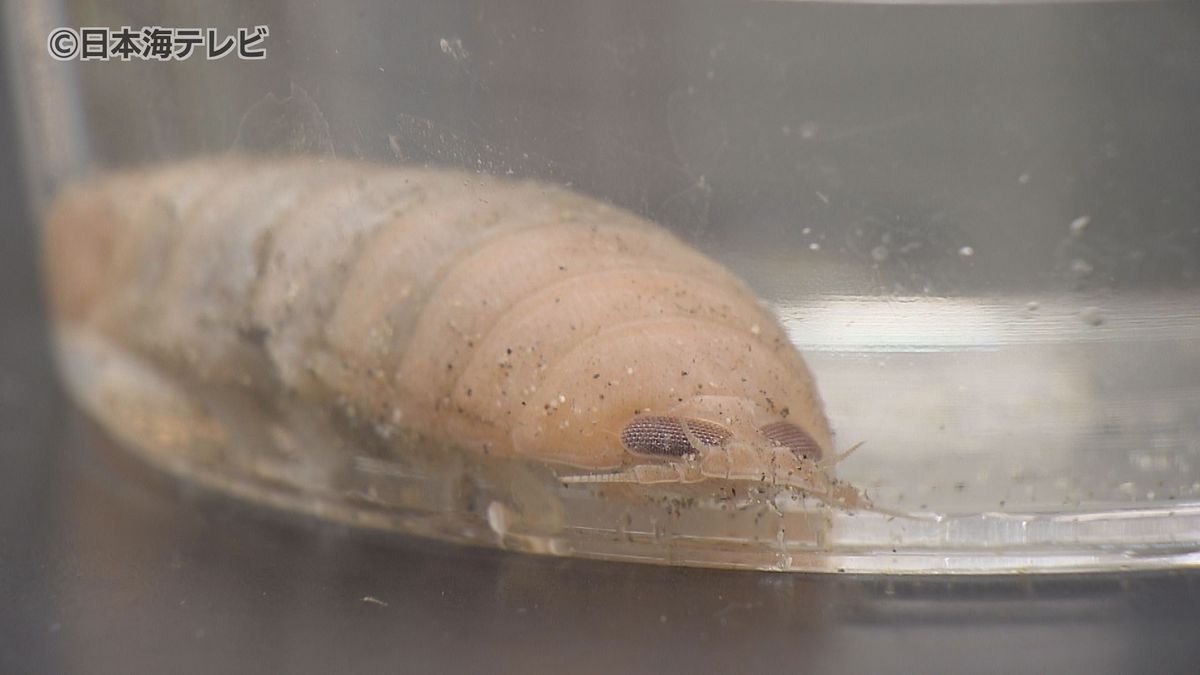 専門家でもめったに見ることのできない　幻の深海生物「グソクムシ」を展示　鳥取県岩美町