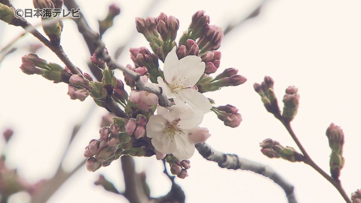 「やっぱり明るくなりますよね」　鳥取と松江で桜が開花　山陰各地で夏日を記録