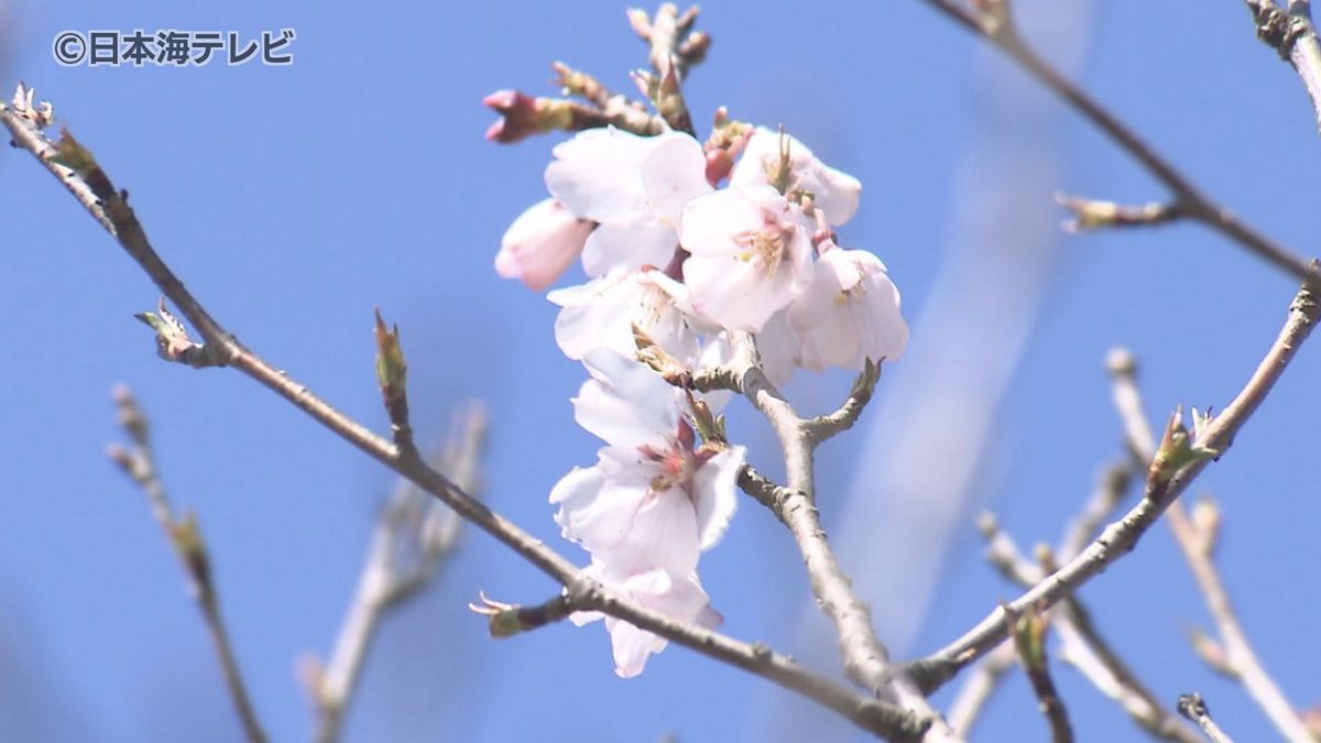 【桜まつり】ソメイヨシノなど500本の桜　露店も数多く出店　4月初めごろ満開か　鳥取県米子市