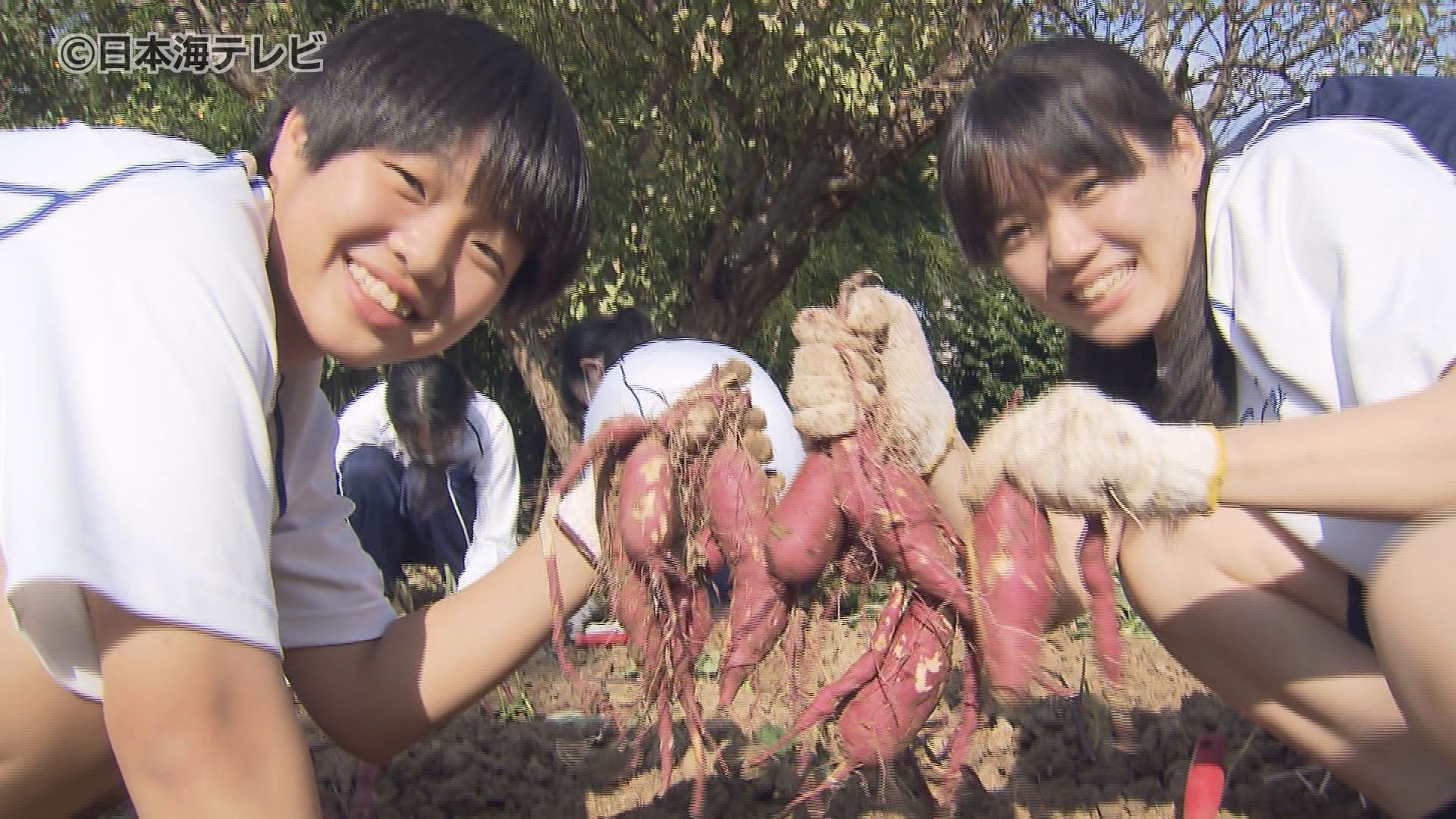 「いい取組みだと思いました」肥料を工夫したサツマイモを高校生が収穫　島根県松江市　