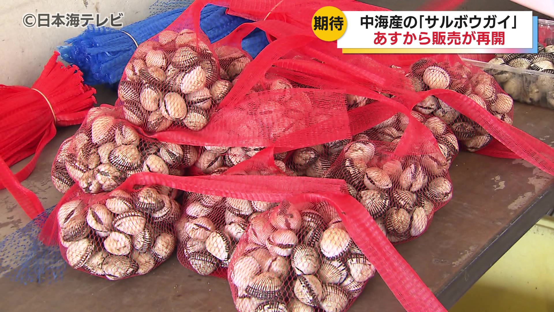 中海産「赤貝」ついに販売再開！ 道の駅では袋詰めの作業に追われる