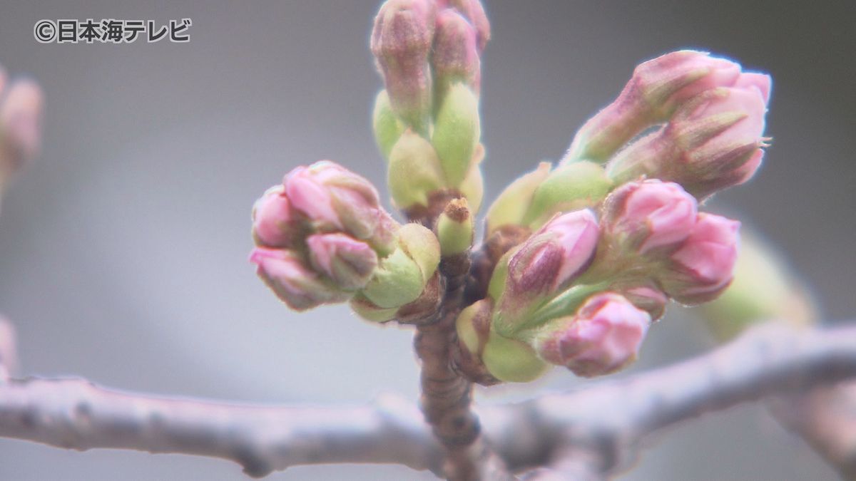 松江で開花発表も、鳥取の桜の開花はいつ？　標本木の桜はほとんどがつぼみの状態　鳥取県　　