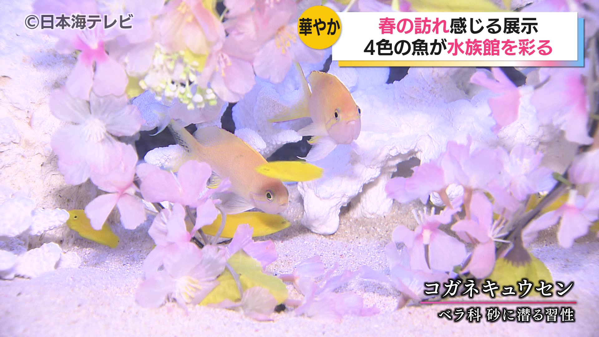 水族館で春にまつわる魚の展示 4色の魚が館内を彩る とっとり賀露かに