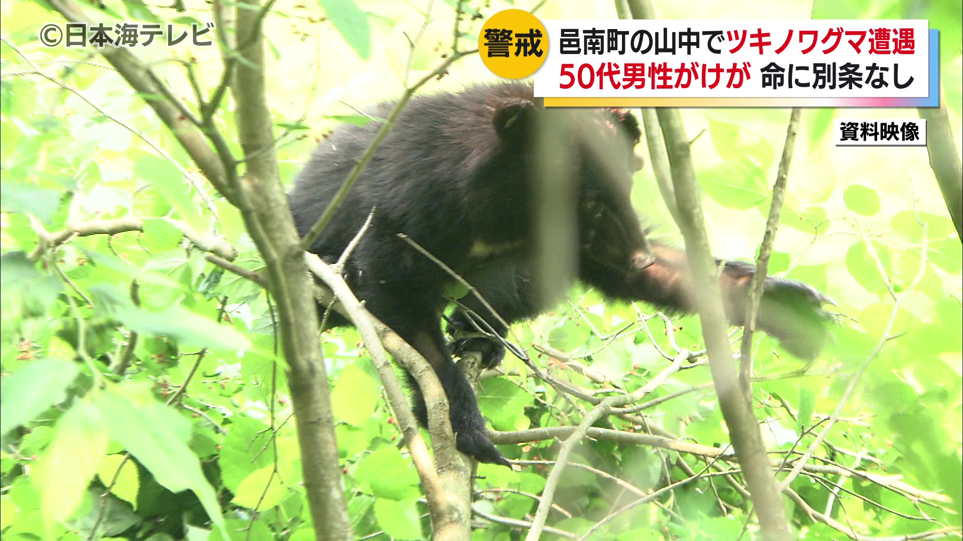 ツキノワグマに襲われ男性がケガ 島根県クマの目撃情報は昨年の同じ