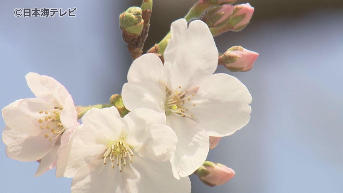 鳥取市でも桜が開花　気温は4月下旬から5月上旬並みに　週末には「桜祭り」が行われる場所も　鳥取県