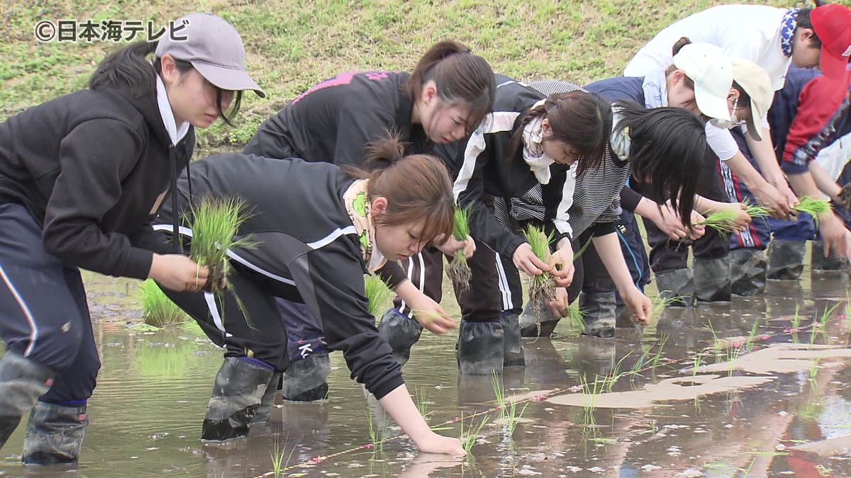 鳥取大学生でつくる農業応援隊「三徳レンジャー」が田植え（鳥取県三朝町）
