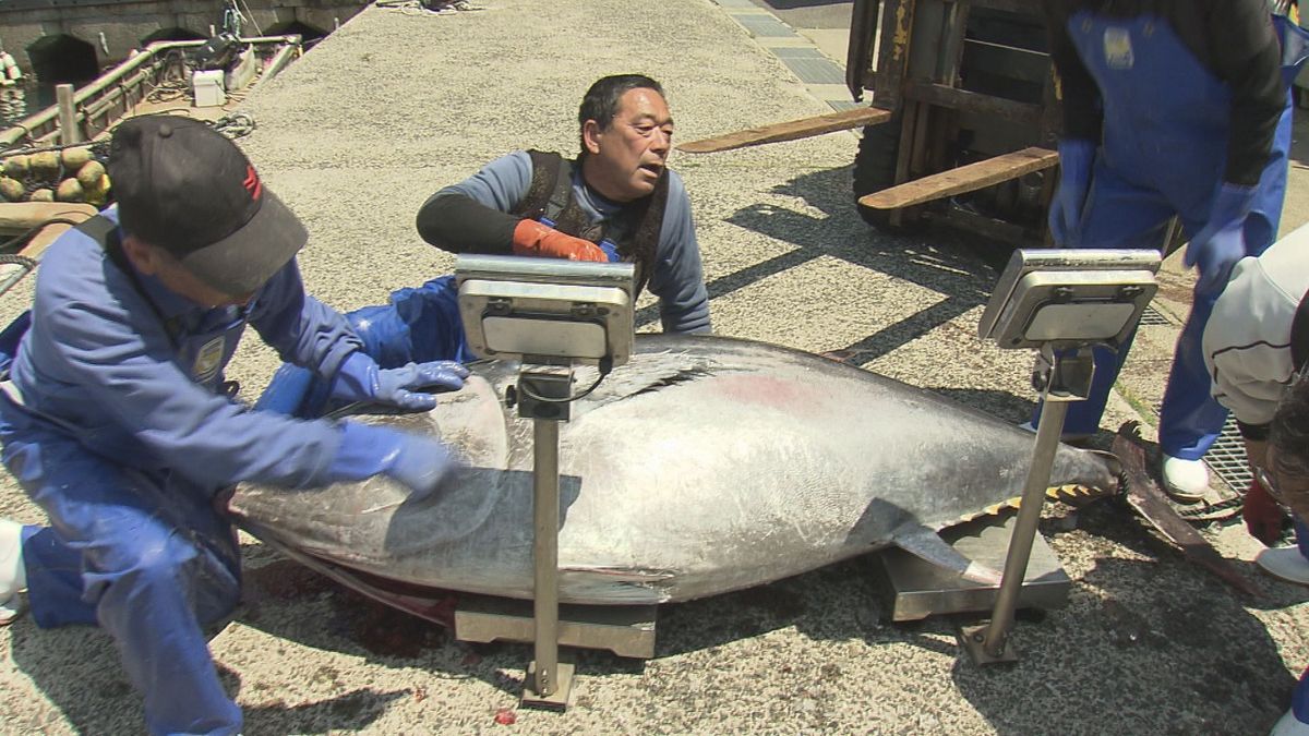 丸々とした大きなマグロが2匹！重さは200キロと170キロ　「このサイズのマグロが定置網にかかるのは珍しい」　水揚げした漁師は3年前にはマグロを手づかみで捕獲　鳥取県鳥取市
