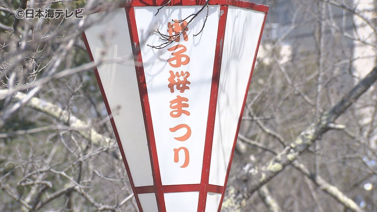 27日から開催される桜まつり　会場を彩る“ぼんぼり”取り付け　湊山公園の桜の開花は24日の見込み　鳥取県米子市