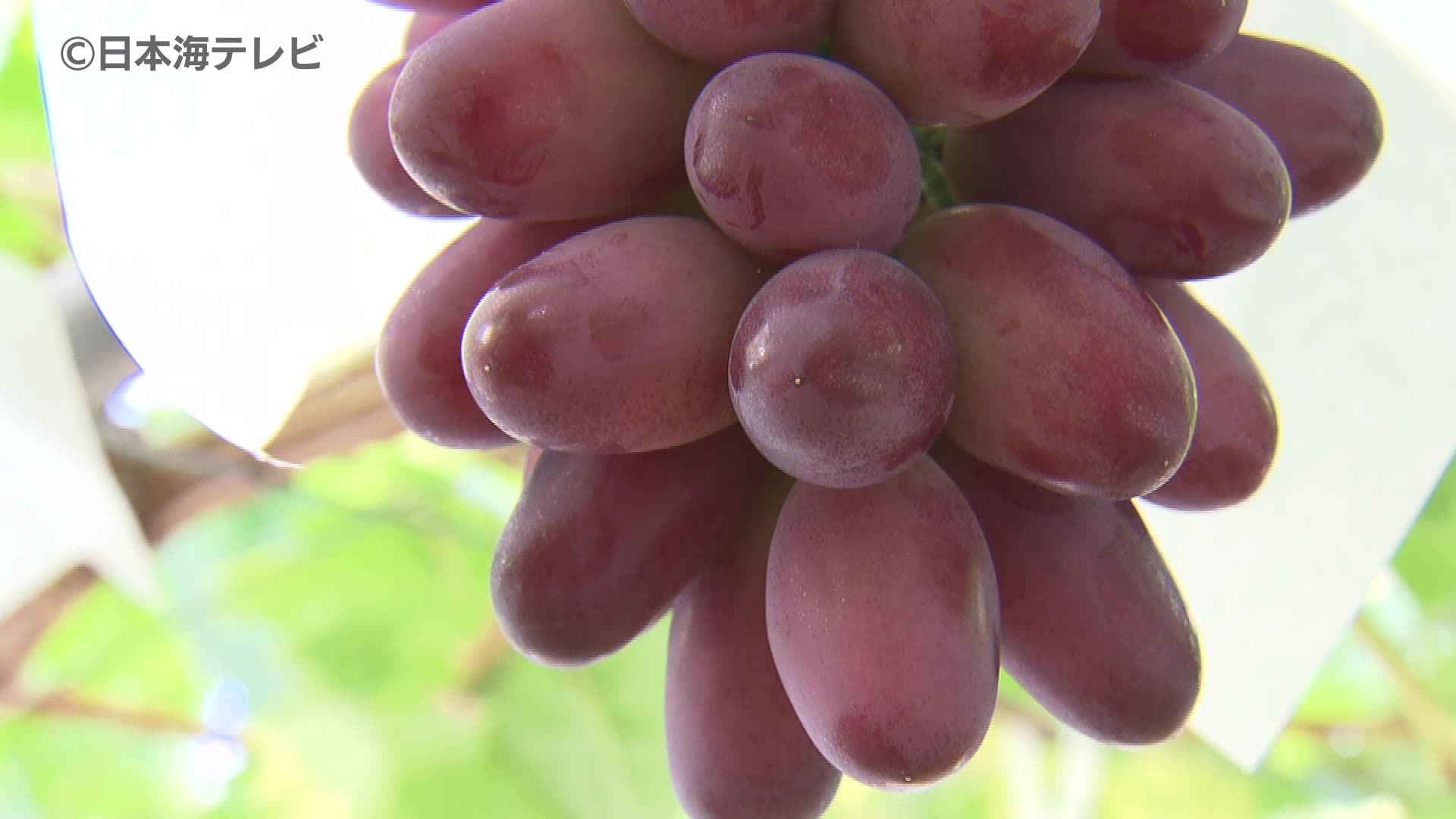 糖度は20度以上 島根県のオリジナルぶどう「神紅」の収穫始まる 島根県