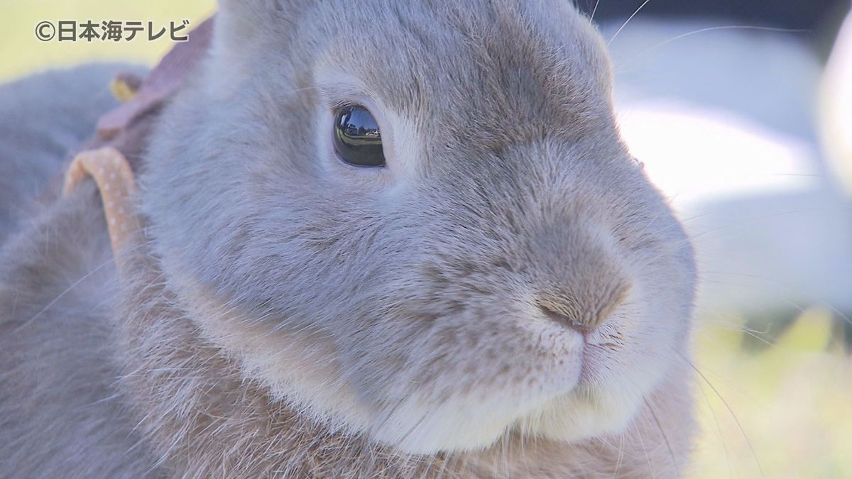 「かわいいので癒やされます」　"ウサギ"で町おこしイベント「うさのわ」　ウサギにまつわる商品や車などウサギ尽くしで大盛況　鳥取県八頭町