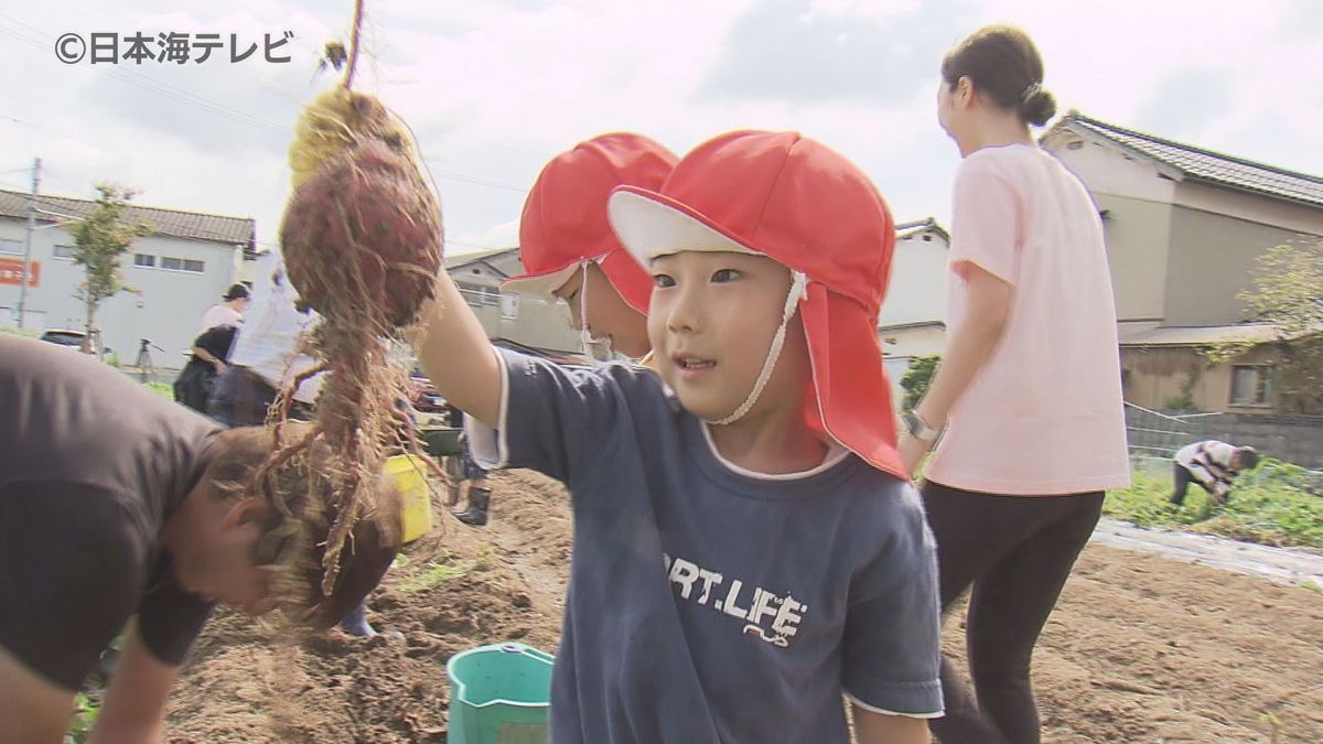 元気いっぱい！　園児たちが秋の味覚「べにはるか」の収穫体験会　島根県松江市