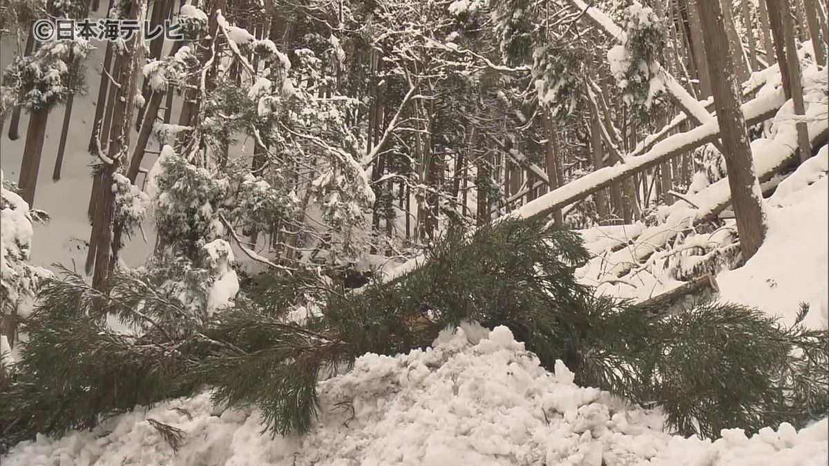 雪の重みで倒れたか　県道に倒木で一時通行禁止も現在は解除　鳥取県智頭町