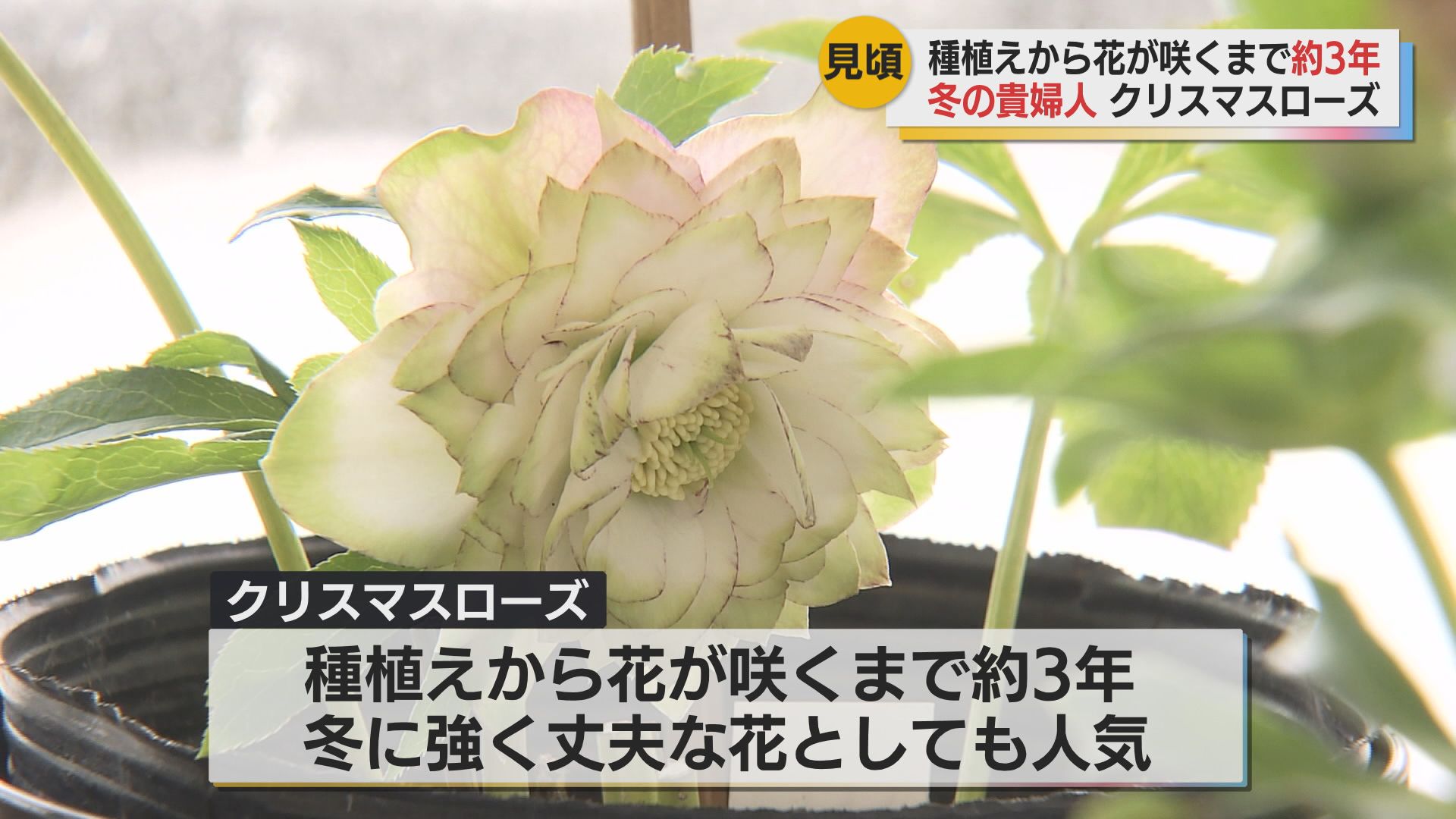 美しいな ひとめぼれみたいな感じ」 可憐な花を咲かせる「クリスマス