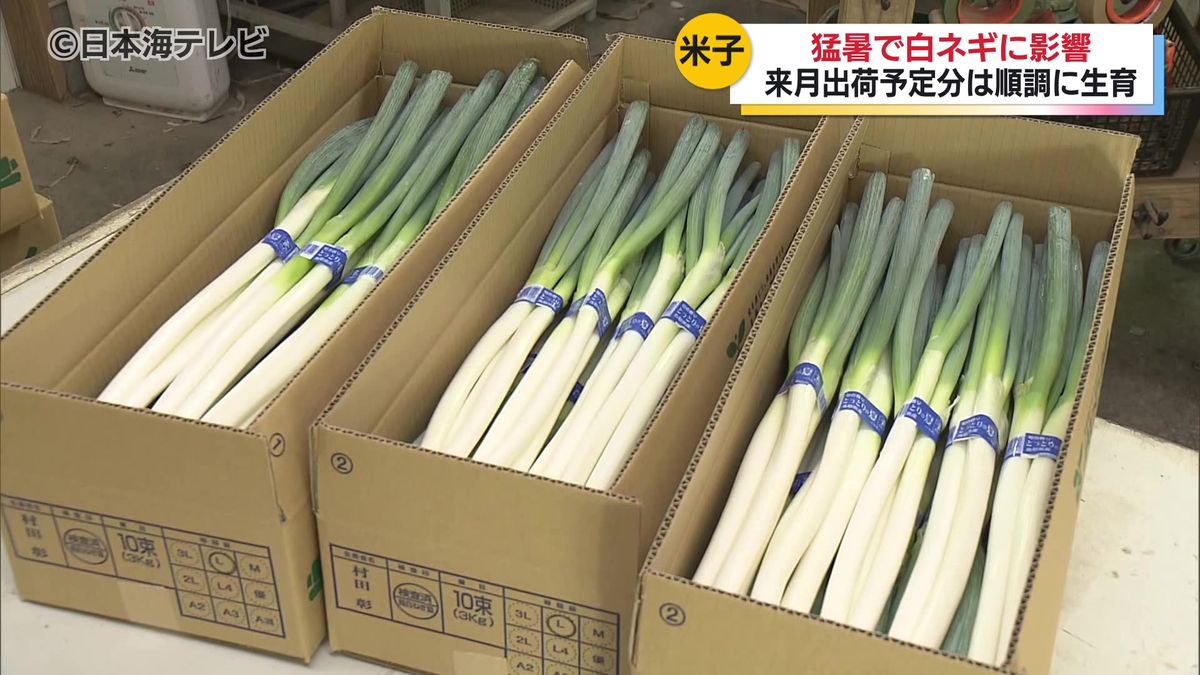 猛暑で根が腐る白ネギも… 暑さ対策がない白ネギに影響 9月出荷予定の 