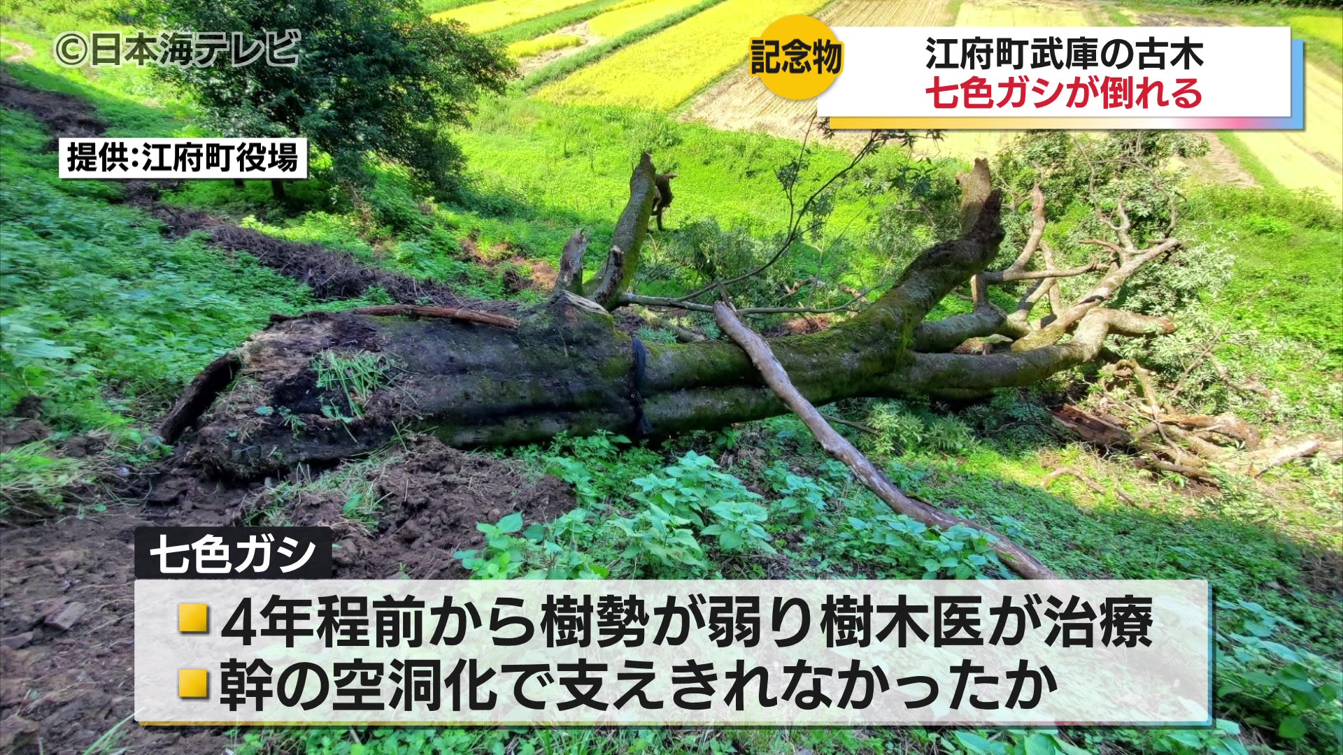 樹齢は300年以上 名木100選にも選ばれている鳥取県天然記念物「七色