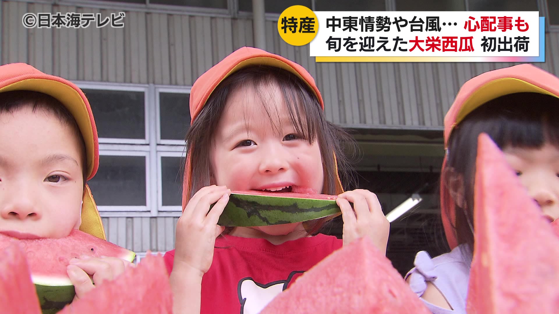 例年以上に甘くておいしい「大栄西瓜」初出荷 資材不足で栽培に欠かせ