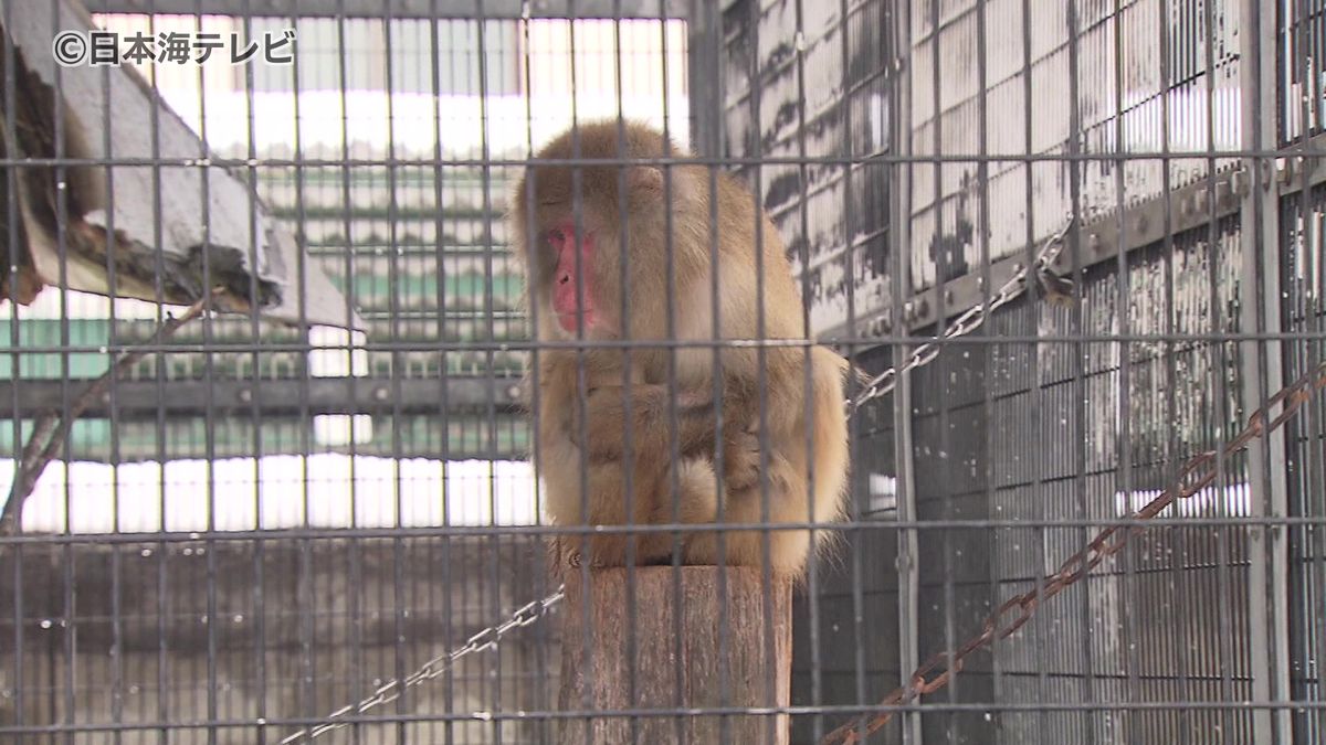 公園の猿も身体を丸めて雪眺める　路面状態の悪化や沿岸部では強風に注意