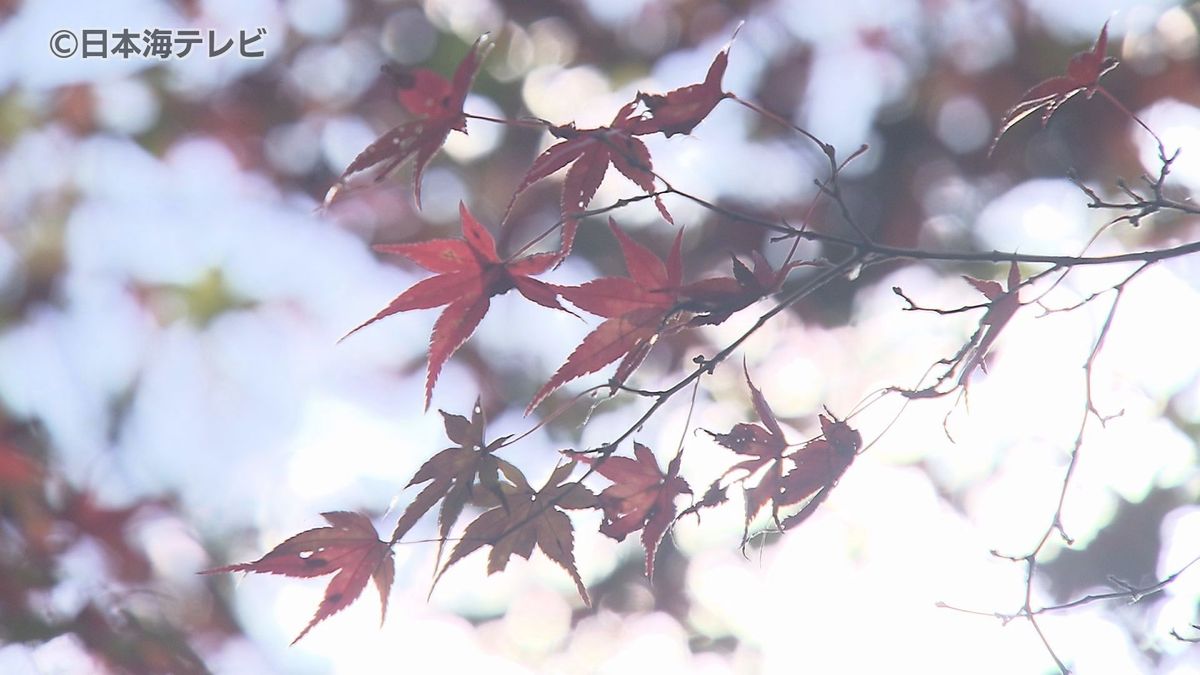 「自然ってやっぱりすごいな」　境内をモミジやイチョウが赤や黄色に染める　見頃は来週　鳥取県八頭町
