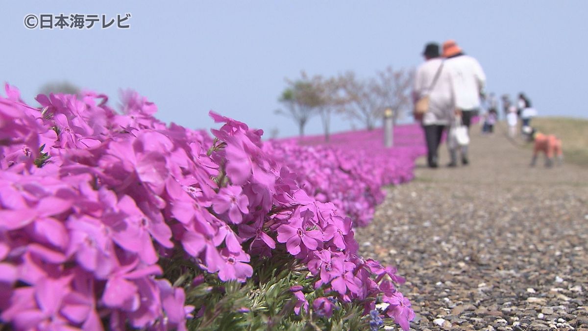 山陰両県で夏日に　長和田公園で「芝桜」約2万株が咲き誇る　鳥取県湯梨浜町