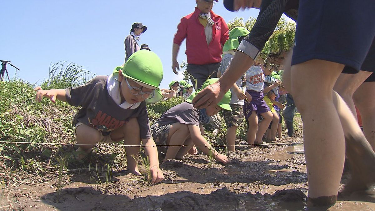 米不足やコメの高騰が叫ばれるなか農場の人達は特別な思い 園児たちが元気良く田植えに挑戦 鳥取県米子市
