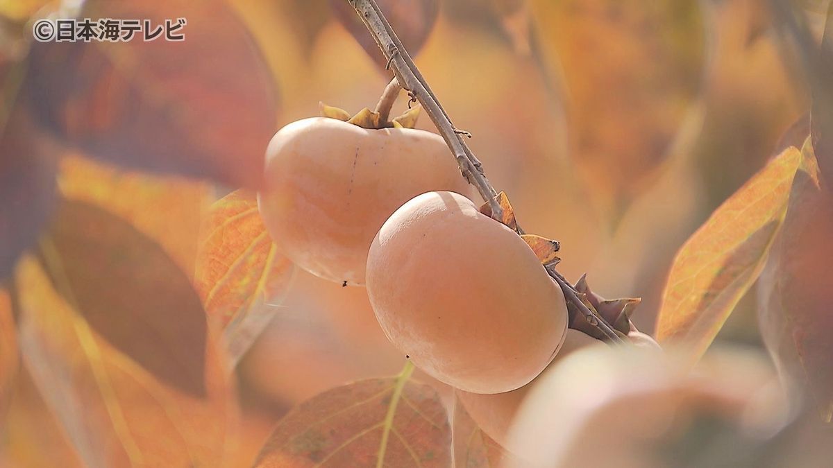 「日本一甘い柿」　柔らかくまろやかな食感で果汁が多い「こおげ花御所柿」が初出荷　今年のできは？　鳥取県八頭町