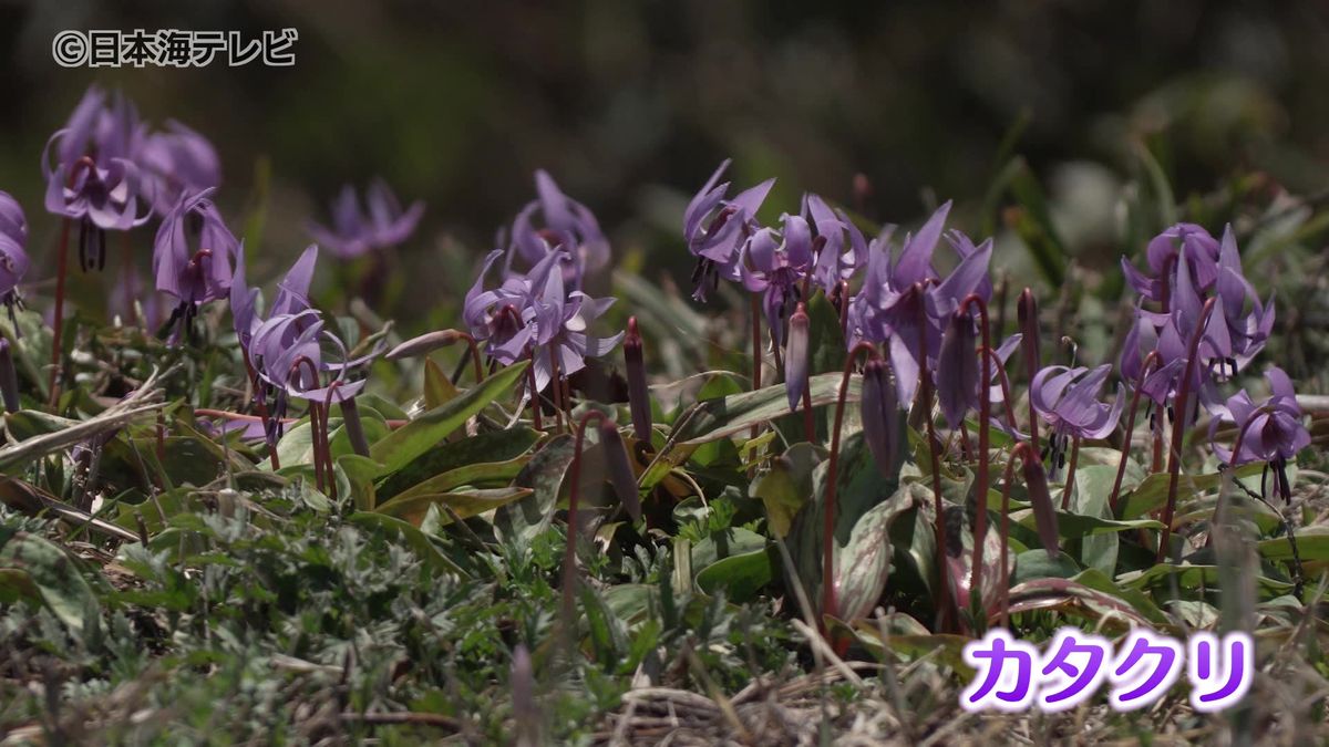 船通山の山頂でカタクリの花が見ごろ　島根県奥出雲町