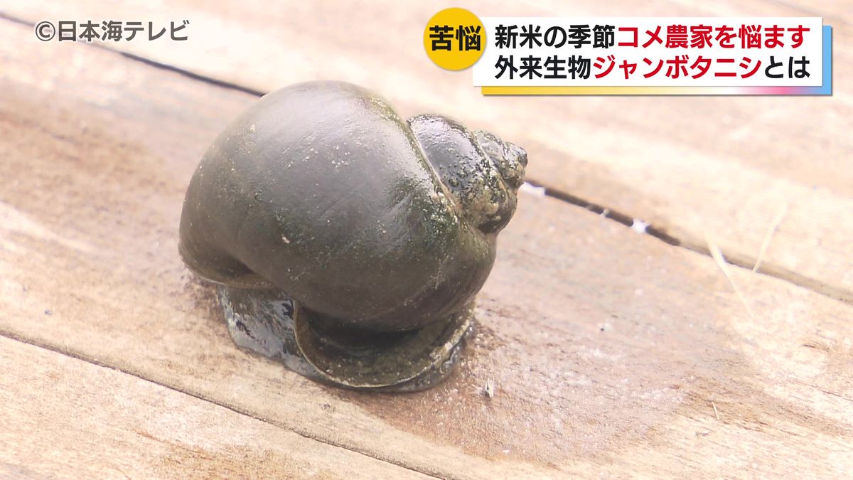 タニシ 食べる 死亡
