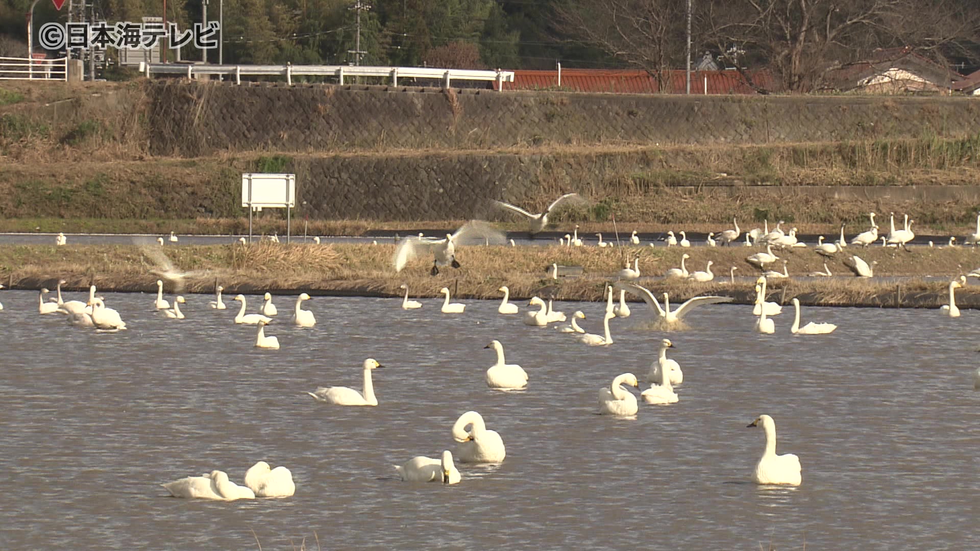 北風の吹く中 元気に羽ばたく「コハクチョウ」 能義平野の「白鳥ロード