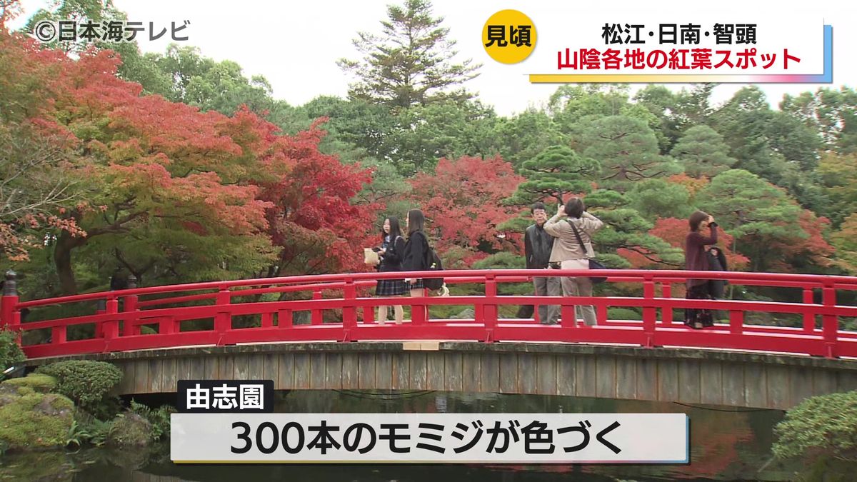 「思ってた以上にたいへんきれいです」　園内の300本のモミジが緑から赤へのグラデーションを魅せる　日本庭園・由志園が紅葉スポットとして盛況　島根県松江市八束町