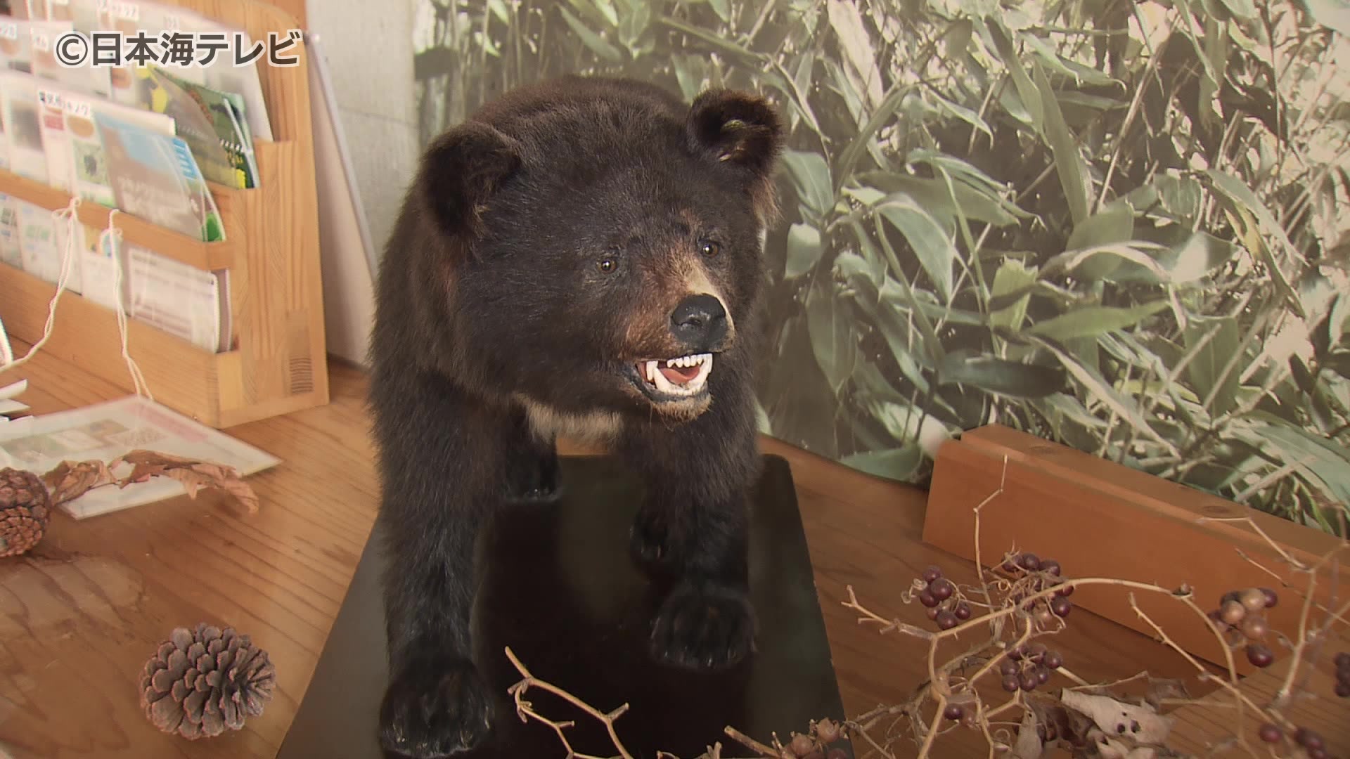 全国で相次ぐクマの被害 島根県でもクマに襲われけが 樹種の豊作傾向 全国で相次ぐクマの被害 島根県でもクマに襲われけが 樹種の豊作傾向