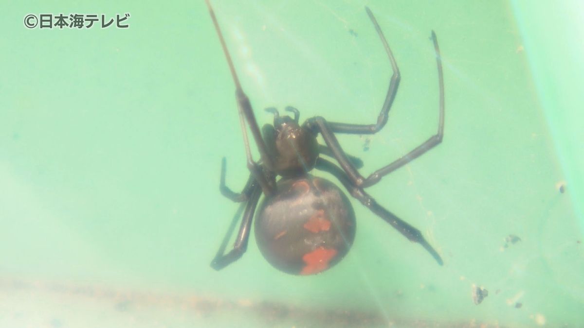 工事現場のコンクリート蓋の裏に 特定外来生物の毒グモ「セアカゴケグモ」島根県松江市で発見 発見した際は素手では触らないなど注意を呼びかけ