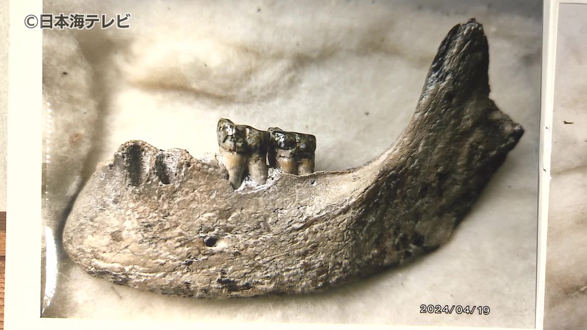 「日本の考古学的に非常に貴重な発見」　55年前に境港市で発見され行方不明になっていた旧石器時代の人骨「夜見ヶ浜人」が都内で発見　鳥取県境港市