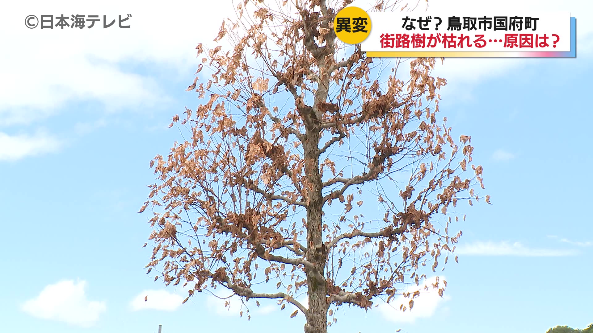 紅葉ではなく葉が茶色に・・・ 街路樹の葉が枯れてしまう被害 その原因