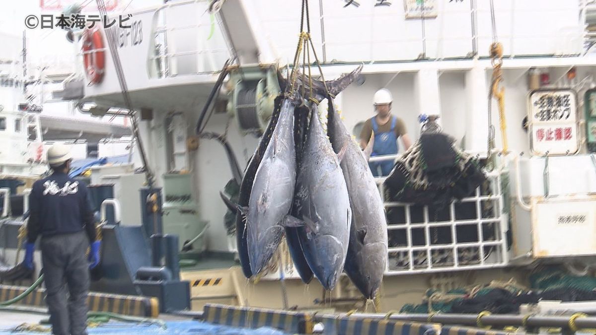 去年より2億1000万円少ない水揚げ金額　クロマグロ漁の水揚げ終了　漁期が短かった事などが影響か　鳥取県境港市