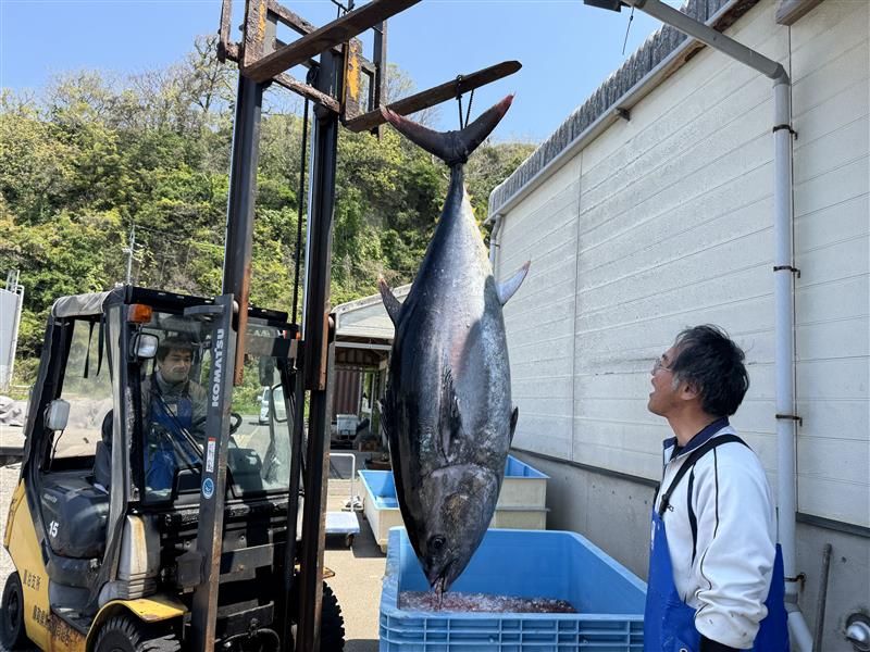 重さ200キロと170キロの巨大マグロが定置網に なぜ?この時期に 6月~8月が漁期のマグロ 「これほど大きいサイズのマグロが定置網にかかることは珍しい」 鳥取県鳥取市