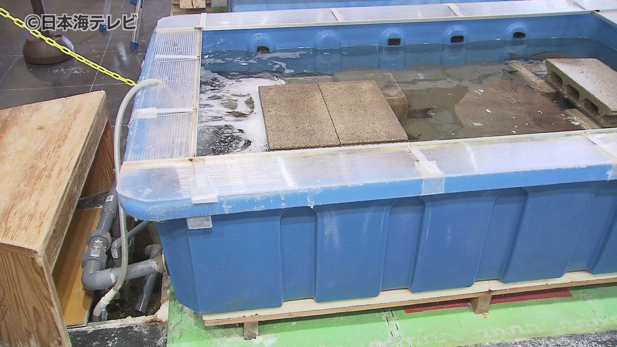 「海水が漏れる…」手作り故の悩み事を解決したい　入館無料の県立施設がクラウドファンディングに挑戦　「安全で清潔で楽しめるような水槽が欲しい」　鳥取県鳥取市